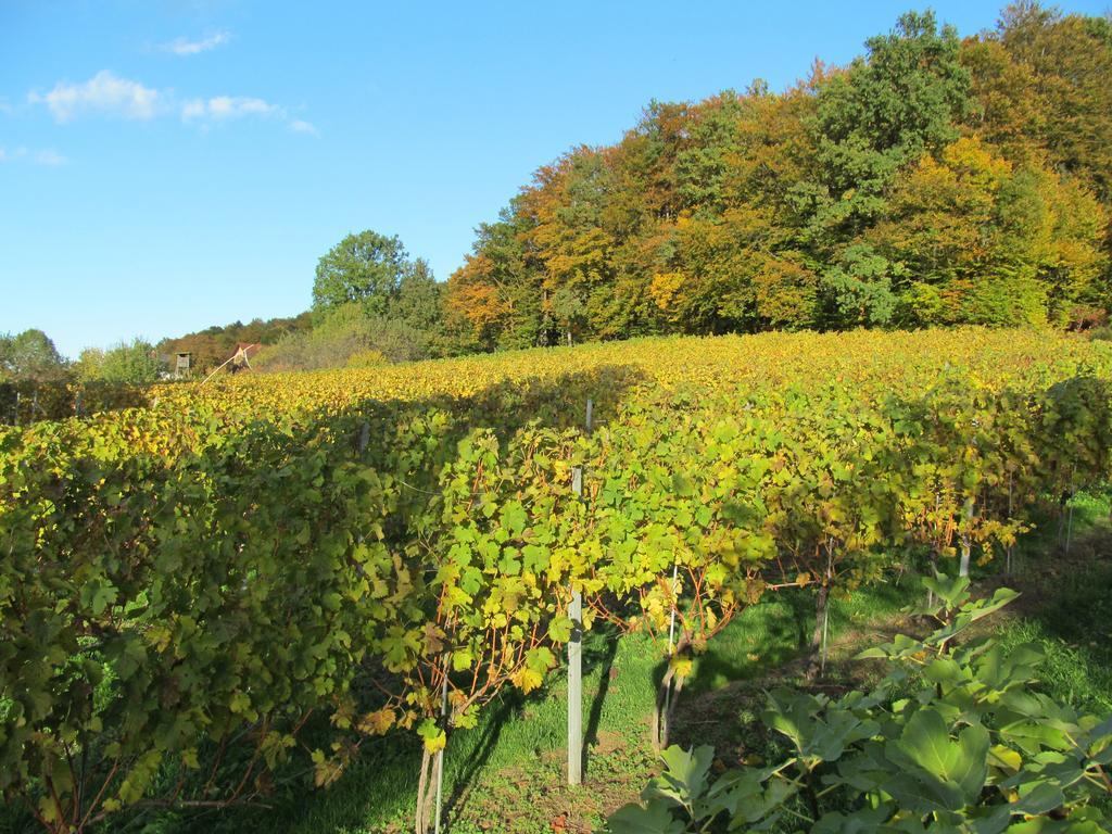 Appartement Weingut Schoberhof Bad Gleichenberg Quarto foto
